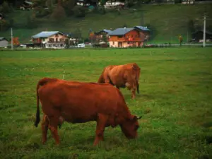 Alpine cows - Tarine cows and chalets in background