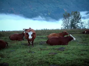 Alpine cows - Meadow with Abundance cows and cloud in background