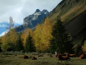 Alps landscapes in the Savoie - Alpine cows, trees with autumn colours and mountains