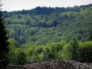Ambazac mounts - Forest (trees)