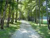 Ancy-le-Franc castle - Park of the castle: path lined with trees