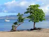 Anse à l'Âne - Plage de l'anse à l'Âne agrémentée d'arbres, avec vue sur la baie de Fort-de-France ; sur la commune des Trois-Îlets