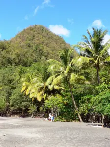 Anse Céron - Relaxing on the sandy beach lined with trees and coconut palms