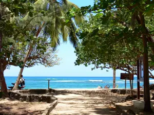 Anse l'Étang - Caravelle schiereiland: schaduwrijke bomenlaan leidt naar het strand