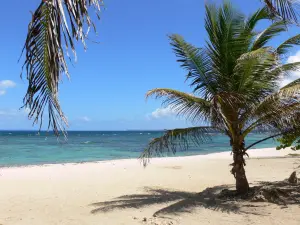 Anse Maurice beach - Palm trees on the sandy beach overlooking the Atlantic Ocean