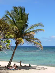 Anse Maurice beach - Lazing on the sand at the water's edge in the shade of a coconut tree