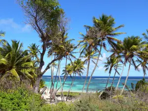 Anse Michel - Uitzicht op het strand van Anse Michel met zijn kokospalmen, wit zand en turquoise wateren; in de gemeente Sainte-Anne