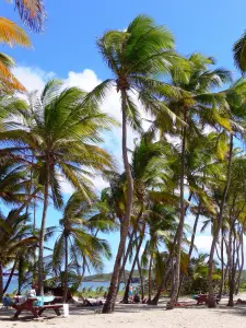 Anse Michel - Cocotiers de la plage de l'anse Michel