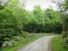 Arbailles mountains - Arbailles forest: tree-lined road