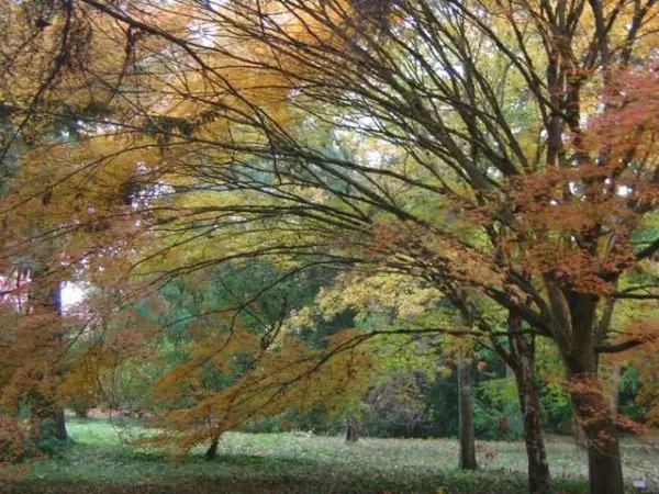 L'Arboretum National des Barres - Guide tourisme, vacances & week-end dans le Loiret