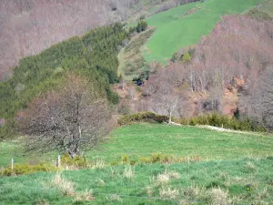 Ardèche Gebirge - Grüne Landschaft bestehend aus Bäumen, Wiesen und Wald