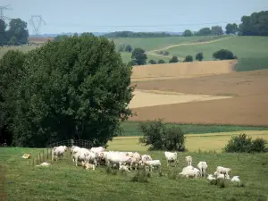 Ardennen Thiérache - Kuhherde auf einer Wiese umgeben von Ackerland und Bäumen; im Regionalen Naturpark der Ardennen
