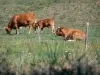 Ariège比利牛斯山脉地区自然公园 - 奶牛在花草甸;在Plantaurel