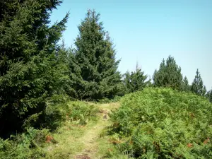 Ariège Pyrenees Regional Nature Park - Portel summit: path, trees and ferns