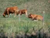 Ariège Pyrenees Regional Nature Park - Cows in a flowery meadow; in the Plantaurel