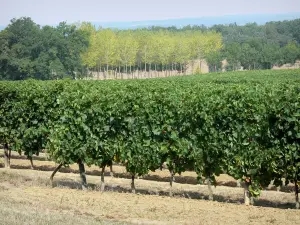 Armagnac vineyards - Vineyards and trees 