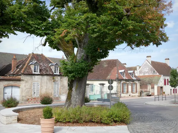 Arnay-le-Duc - Lime tree planted in 1848 and houses of the city