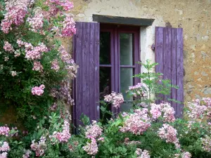 Asnières-sur-Vègre - Fenster eines Hauses mit violetten Fensterläden und blühende Kletterpflanze