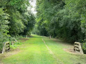 Asse verde di Thiérache - Sentiero (vecchia ferrovia), fiancheggiata da alberi nella valle dell'Oise, in Thiérache