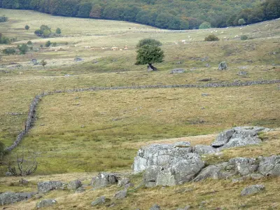 L'Aubrac dell'Aveyron