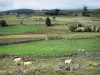 Aubrac Lozérien - Kühe sich ausruhend auf einer Wiese, und Weiden umgeben von Mäuerchen aus Bruchstein