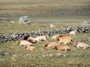 Aubrac Lozérien - Troupeau de vaches Aubrac dans un pâturage, muret de pierres sèches et rochers