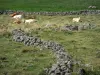 Aubrac Lozérien - Vaches se reposant dans un pâturage entouré de murets de pierres sèches