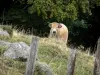 Aubrac Lozérien - Vache Aubrac dans un pâturage, clôture en premier plan