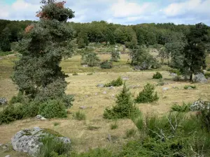 Aubrac Lozérien - Paysage de lande parsemé de pierres