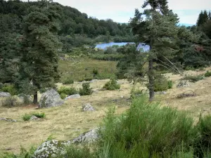 Aubrac Lozérien - Plan d'eau entouré de végétation et d'arbres