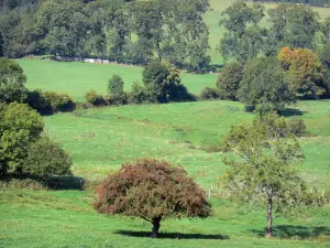 Auvergne Volcanic Regional Nature Park - Grassland (pasture) lined with trees