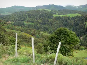 Auvergne Volcanic Regional Nature Park - Forest of the Cantal mountains, with fence in foreground