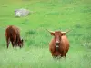 Auvergne Volcanic Regional Nature Park - Cows in a meadow