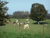 Avesnois Regional Nature Park - Herd of cows in a meadow, fence and trees