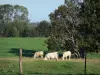 Avesnois Regional Nature Park - Cows in a prairie, fence and trees