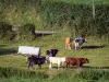 Avesnois Regional Nature Park - Cows in a meadow