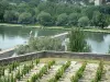 Avignon - Vineyards overhanging the Rhone river and the Saint-Bénezet bridge