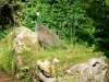 Bagatelle park - Peacock making a stop on a rock