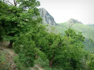 Balagne - Kastanienwald und Hügel im Hintergrund