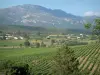 Balagne - Champ de vignes et collines