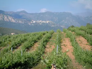 Balagne - Weinberge, hochgestelltes Dorf, Hügel und Berge