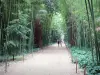Bamboebos van Prafrance - Anduze bamboe (over de gemeente van Generargues), exotische tuin: bamboe omzoomde laan