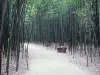Bamboebos van Prafrance - Anduze bamboe (over de gemeente van Generargues), exotische tuin: oprit bekleed met bamboe (bamboe bos)