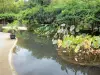 Bamboebos van Prafrance - Anduze bamboe (over de gemeente van Generargues), exotische tuin: water tuin: waterbassin, en blauweregen planten