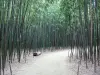 Bamboebos van Prafrance - Anduze bamboe (over de gemeente van Generargues), exotische tuin: oprit omzoomd door hoge bamboe (bamboe bos)