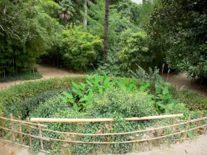 Bamboo garden of Prafrance - Bamboo garden of Anduze (in the town of Générargues), exotic garden: plants, trees, palms and bamboos