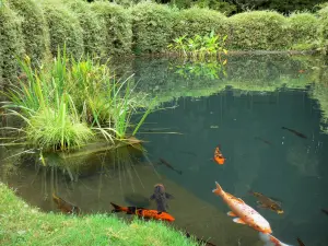 Bambouseraie de Prafrance - Bambouseraie d'Anduze (sur la commune de Générargues), jardin exotique : jardin aquatique : bassin d'eau avec des carpes koi (carpes japonaises), plantes aquatiques et bambous