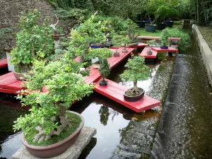 Bambouseraie de Prafrance - Bambouseraie d'Anduze (sur la commune de Générargues), jardin exotique : collection de bonsaïs