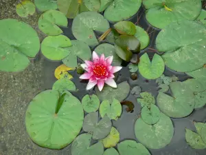 Bambouseraie de Prafrance - Bambouseraie d'Anduze (sur la commune de Générargues), jardin exotique : jardin aquatique : fleur de nénuphar rose