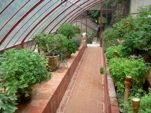 Bambouseraie de Prafrance - Bambouseraie d'Anduze (sur la commune de Générargues), jardin exotique : plantes à parfums de la serre Mazel